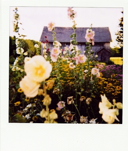 flowers, garden and house