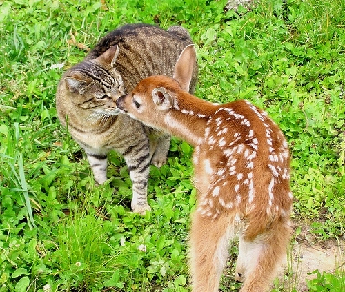 bambi, cat and cute