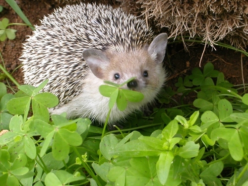 clover patch, cute and hedgehog