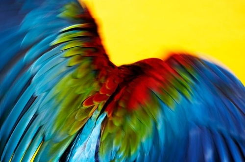 bird, blue and colorful