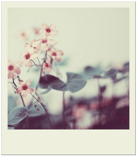 flowers, pink and polaroid
