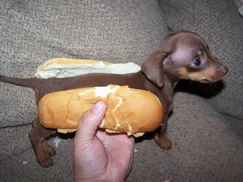 cute, dog and hot dog