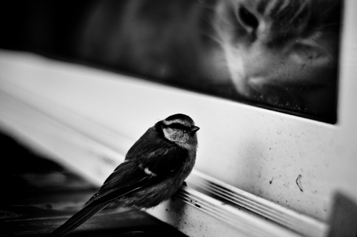 bird, black and white and cat