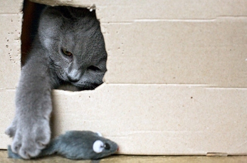 box, cat and cute