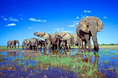 africa, animals and elephants