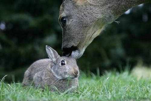 animal, bunny and coelhos