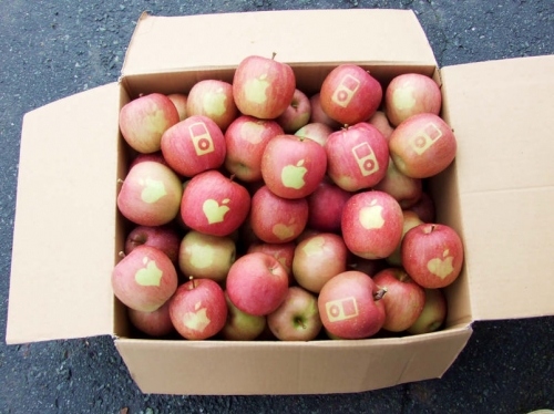 apple, apples and cardboard box