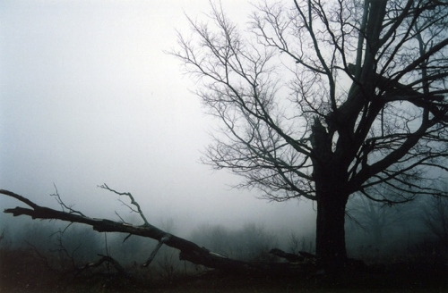 fog, helena kvarnstrom and nature