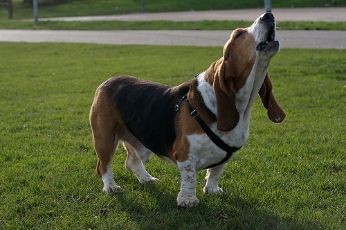 basset, basset hound and bay