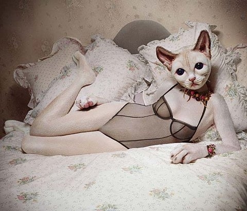 bed, cat and lingerie