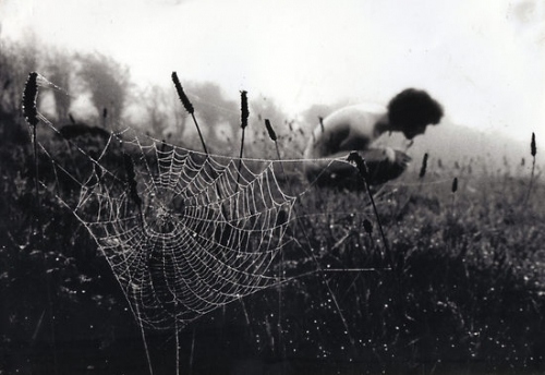 black and white, cobweb and field