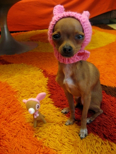adorable, chihuahua and cute