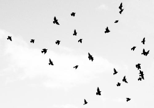 ants in the sky, birds and black and white