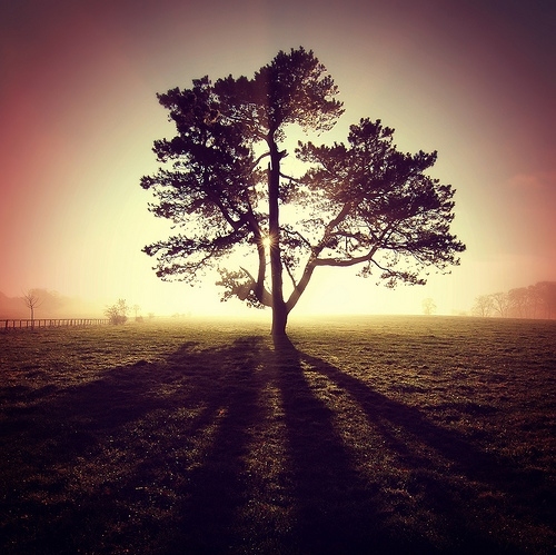 light, lone tree and nature