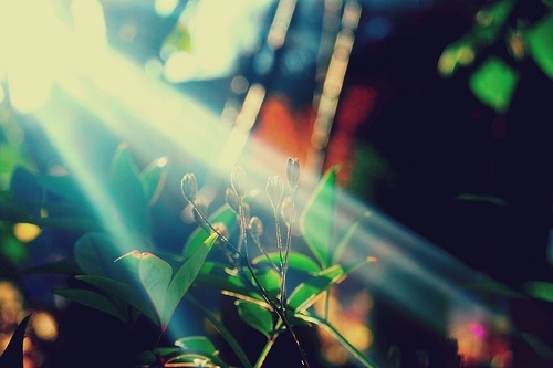 bokeh, flare and nature