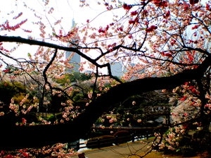 cherry blossom,  photo and  sakuya