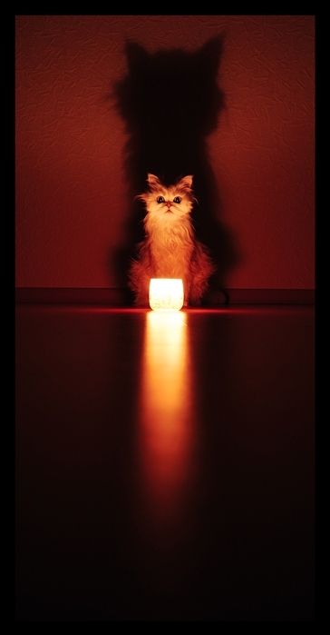 animals, candle and cat