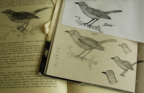 art, birds and book