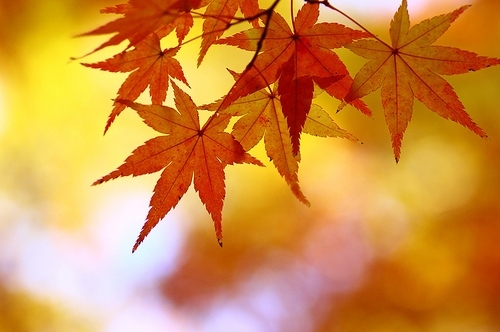 autumn, fall and orange
