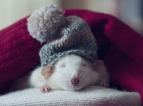 animal, cute and hat