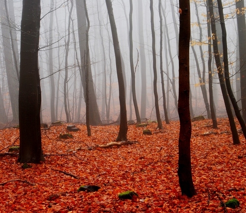 autumn, forest and mist
