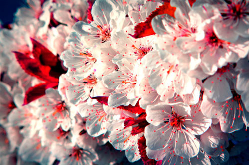 art, cherry blossom and flower