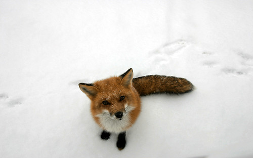 animal,  cute and  fox