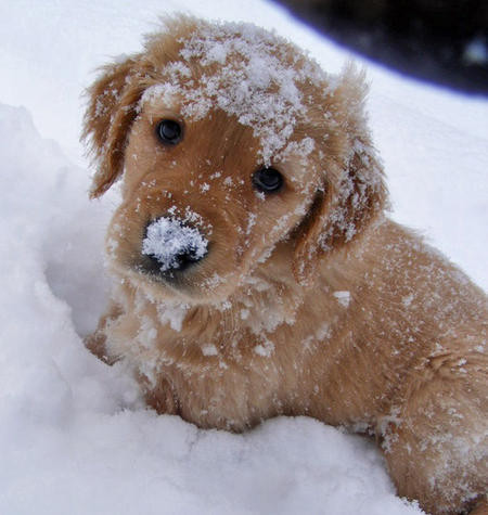 animals, cute and i love this puppy!