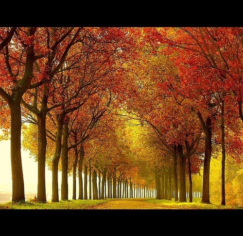 alberi, autunno and color