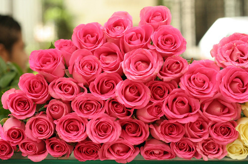 beautiful, dozen roses and flower