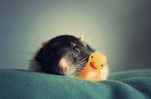 aww, cute and ducky