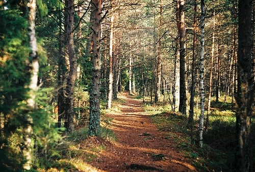 forest, nature and path