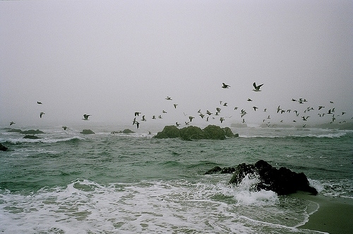 birds, rocks and sea