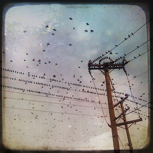 bg:sky, birds and lines