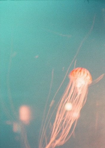 ambient, blue and jellyfish