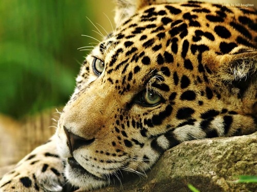animal, animals, beautiful, beauty, leopard, nature  image 18538 on 