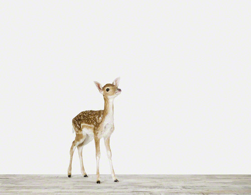 animal, animals and baby deer