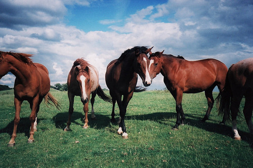 animals, freedom and horse