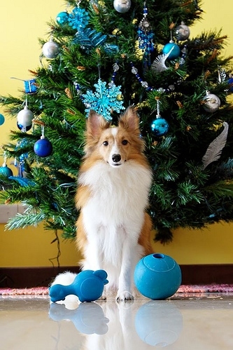 christmas, christmas tree and dog