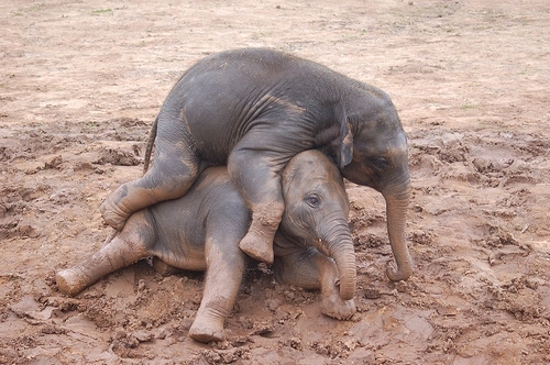 animals, baby elephants and cute