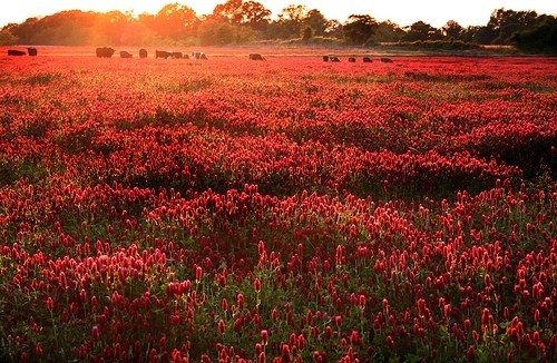 field, flowers and red