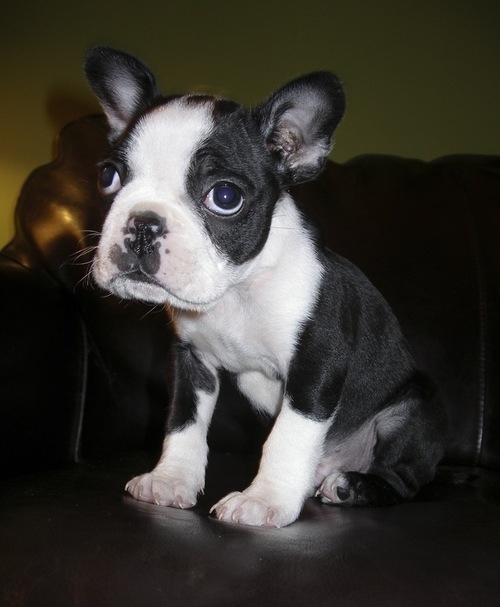 animal, boston terrier and cute