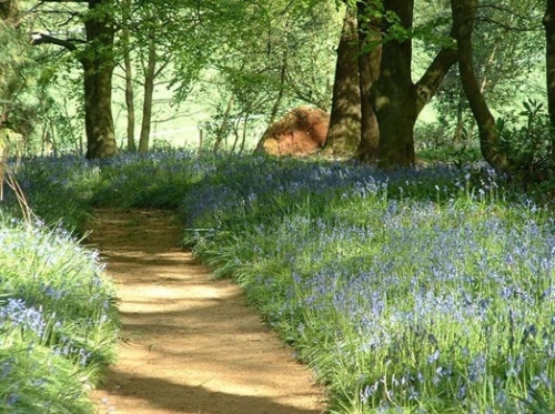 bluebells, flowers and forest