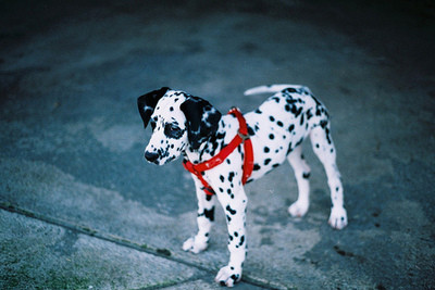 cute,  dalmatian and  dog