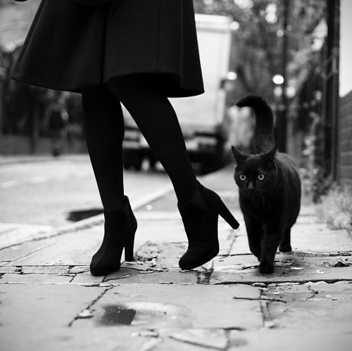 black and white, black cat and cat