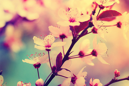 blossom, cherry and flower