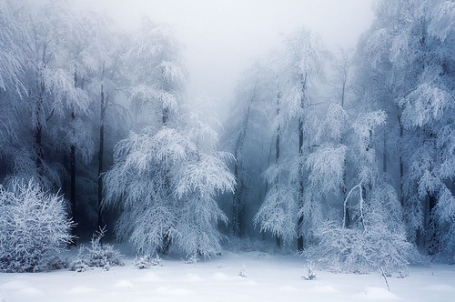 arbre, cold and forest