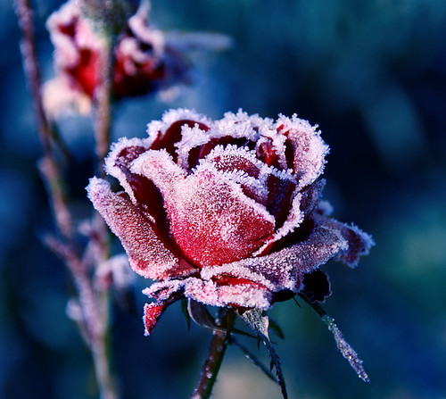 flower, flowers and frost rose