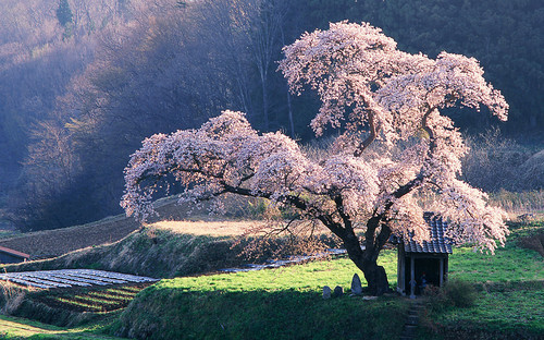 blossom,  cherry tree and  garden