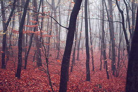 forest, nature and red